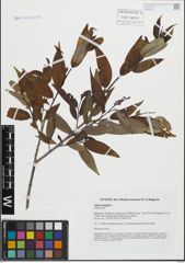 Foto von Salix fragilis L.